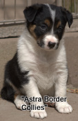 Jess pup number two, tricolour border collie puppy